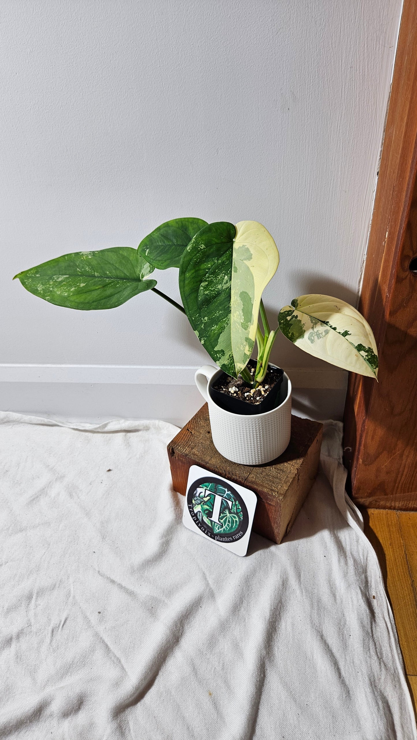 Syngonium Chiapense Albo (SYN-481)