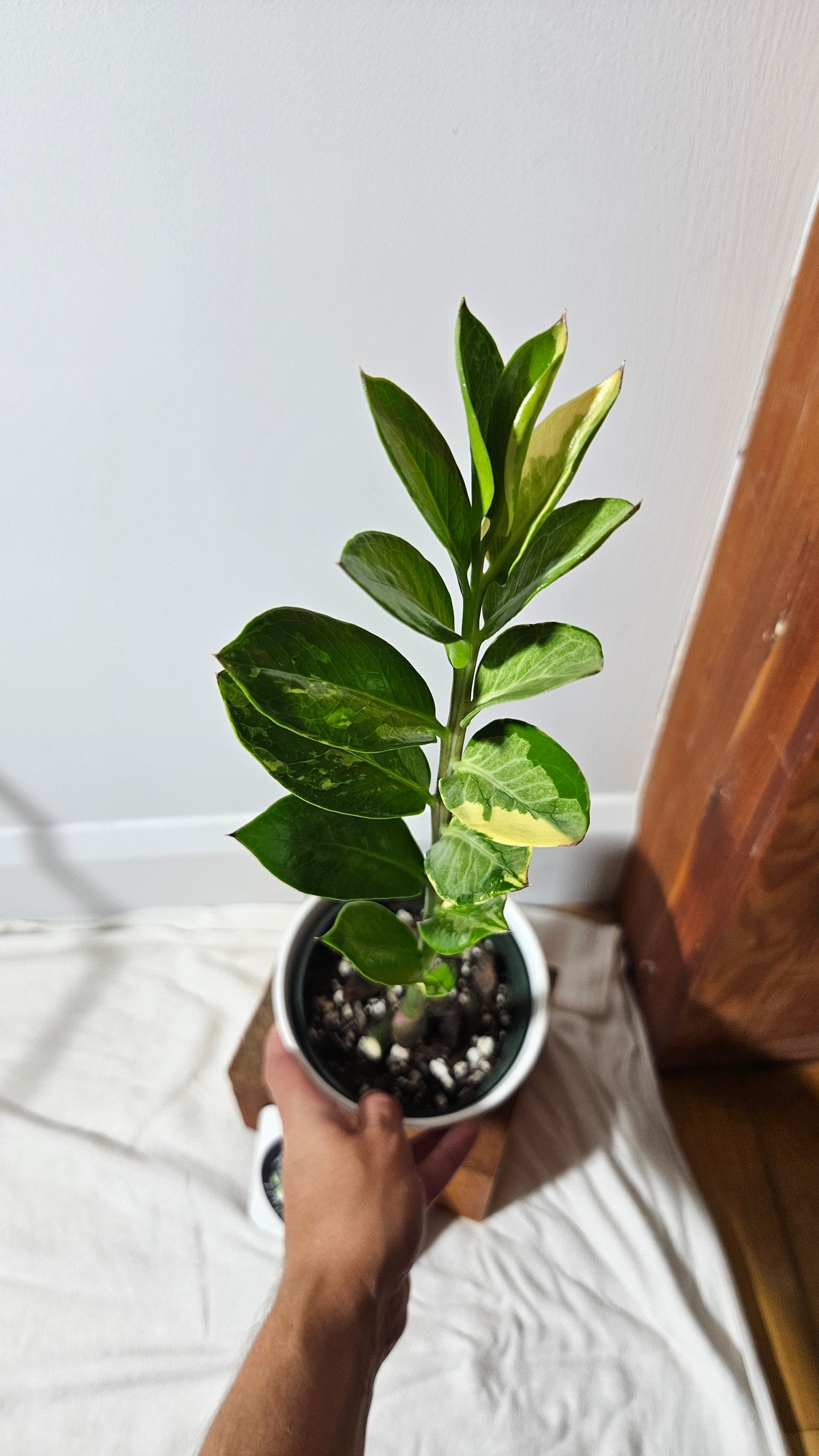 Zamioculcas zamiifolia Variegata/ZZ (AUT-032)