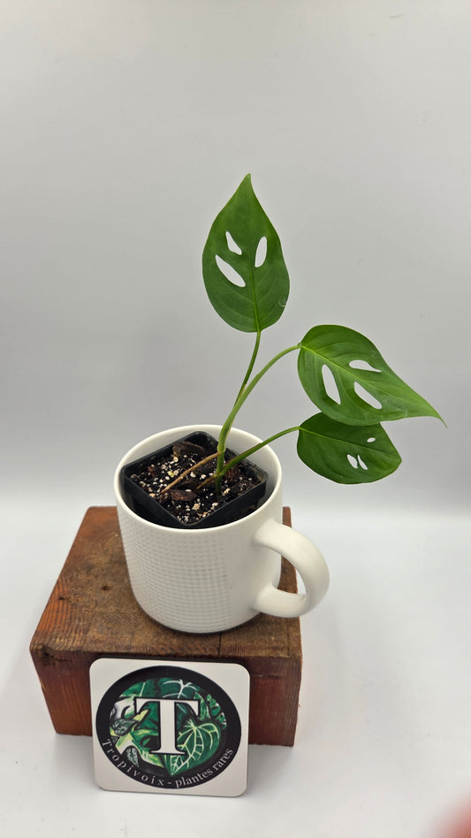 Monstera Obliqua Aff Indanza (MON-355)