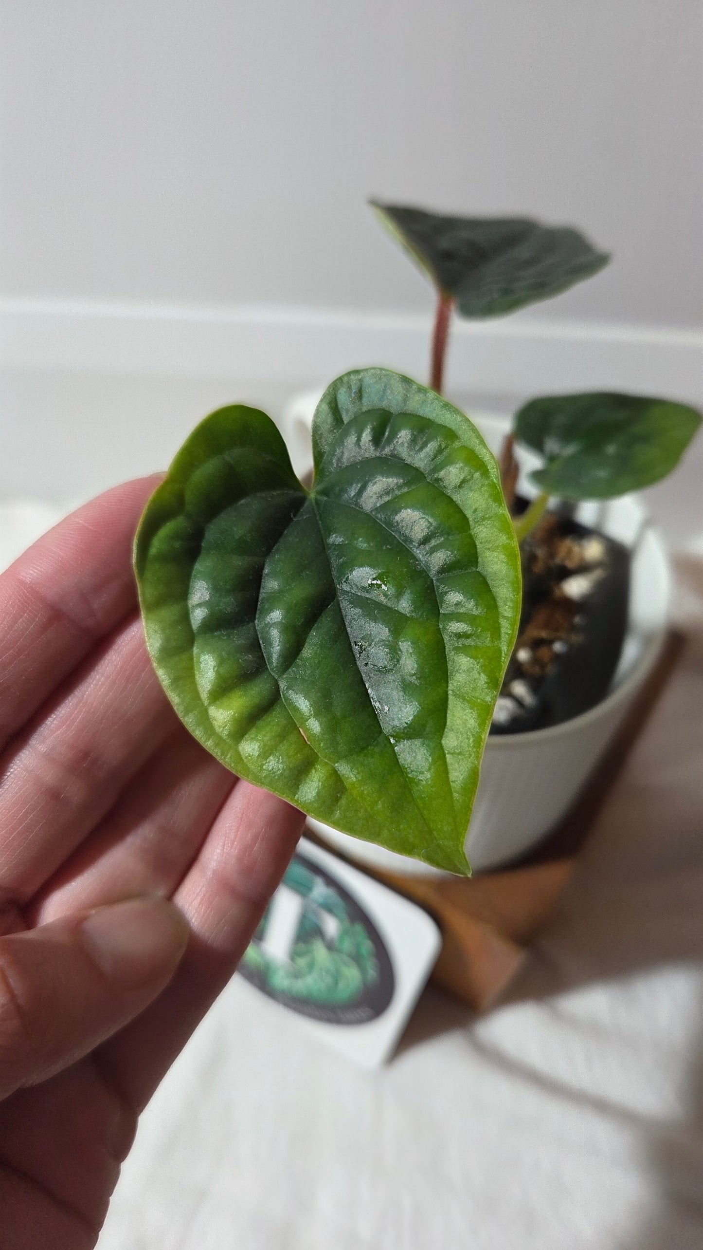 Anthurium Luxurians super Velvet  "format PETIT" (ANT-645)