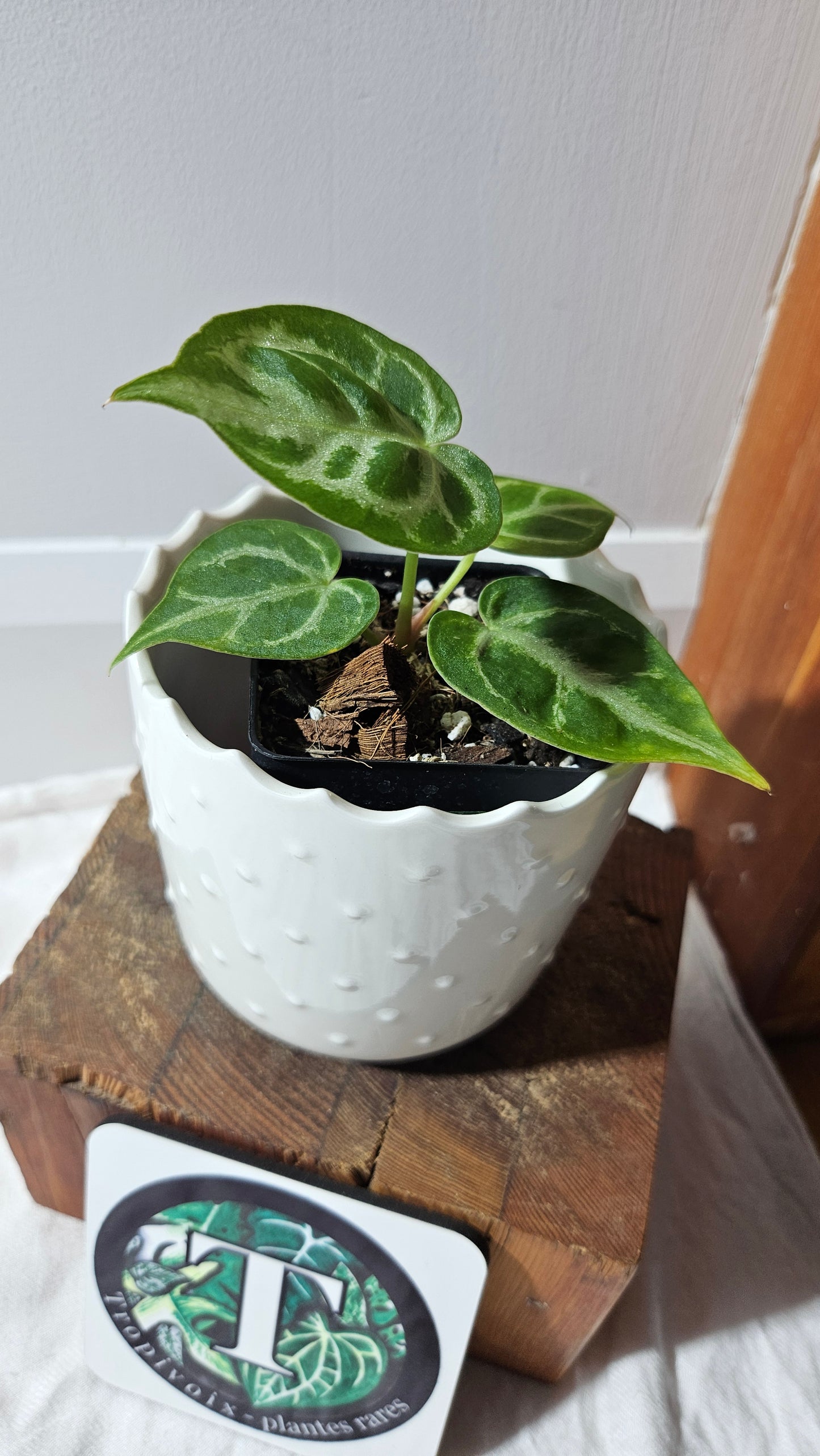 Anthurium Dorayaki Silver "format PETIT"( ANT-571)