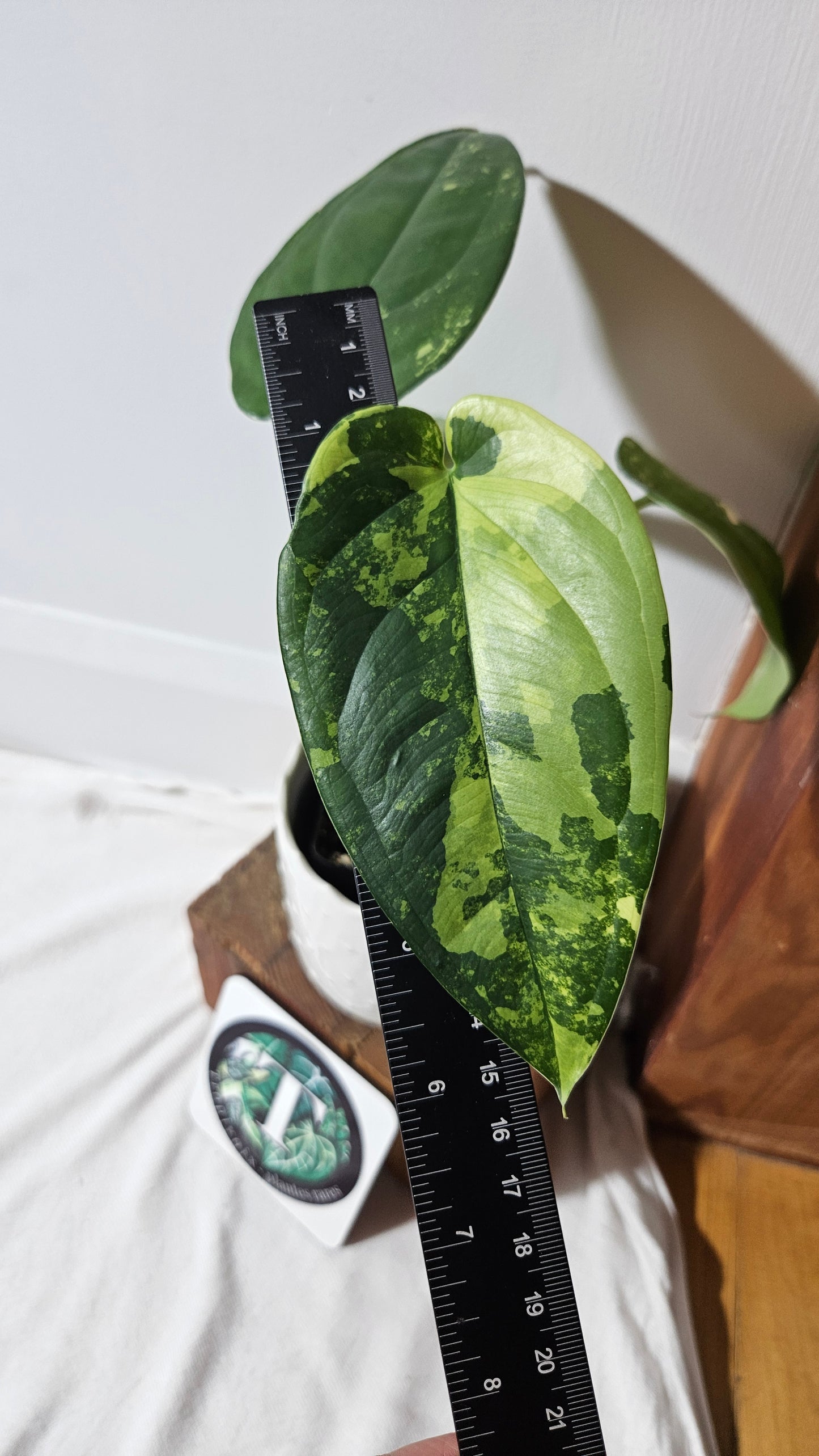 Syngonium Chiapense Albo (SYN-451)