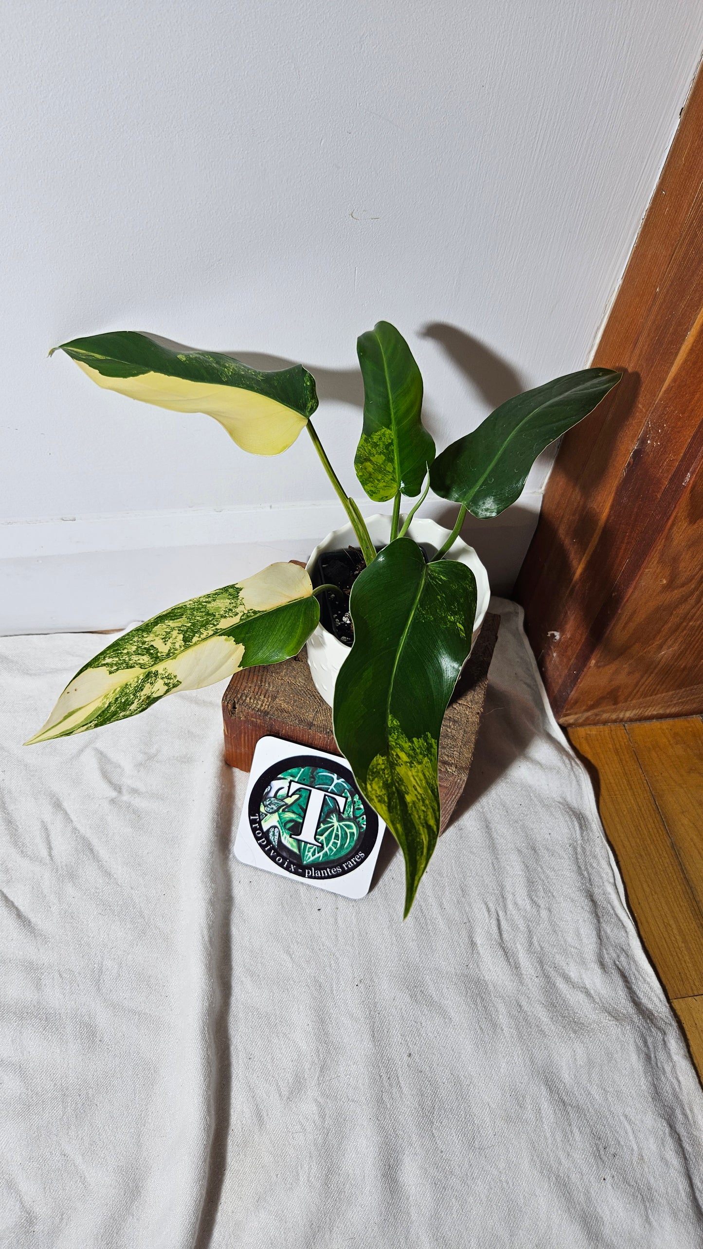 Philodendron Domesticum Variegata (PHI-665)