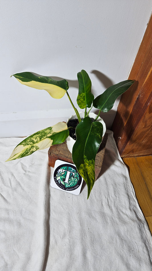 Philodendron Domesticum Variegata (PHI-665)