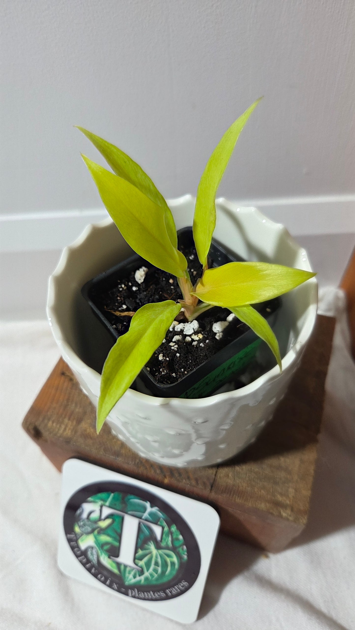 Philodendron Thai Sunrise (PHI-968)