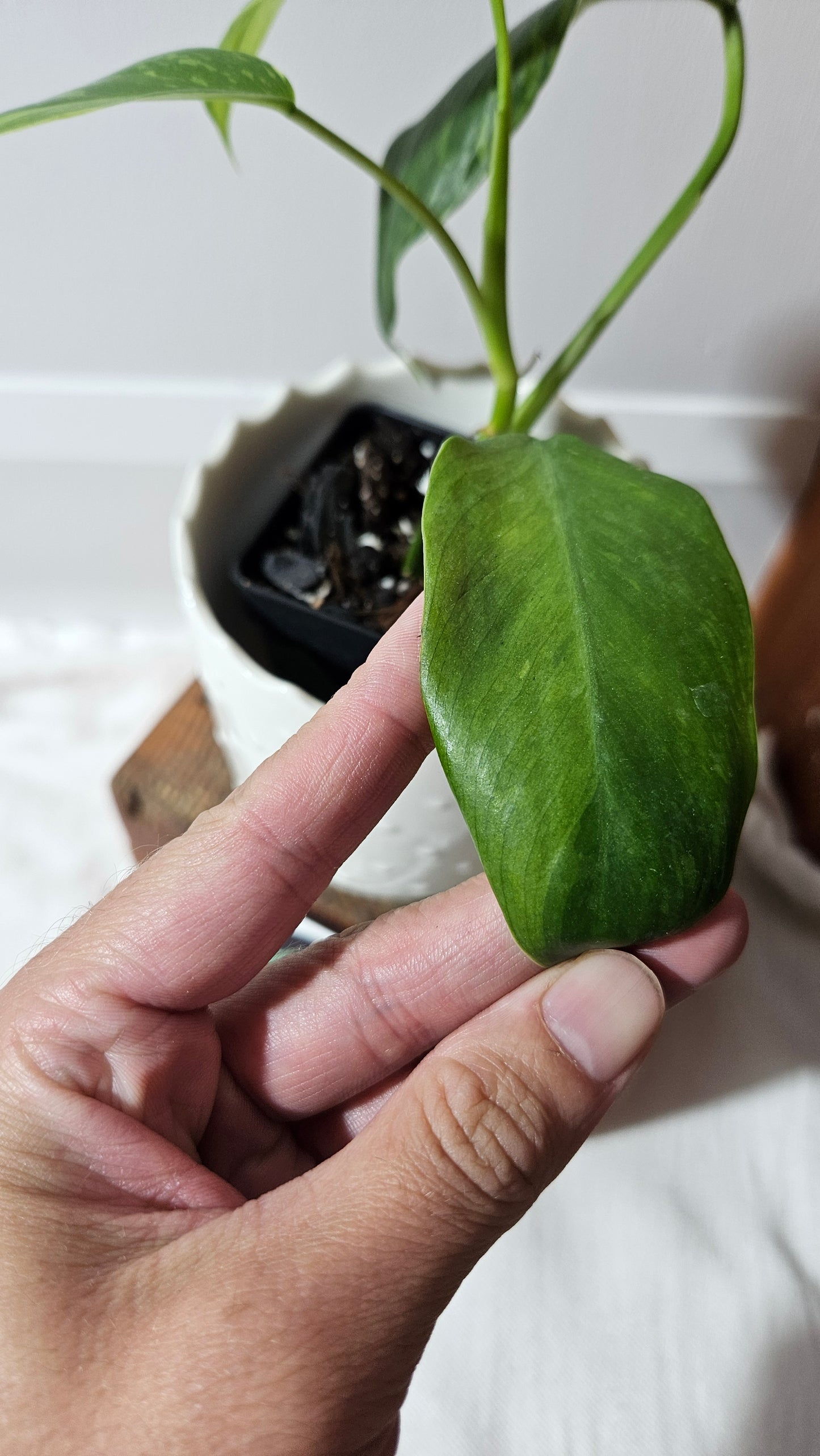 Philodendron Jose Buono (PHI-918)