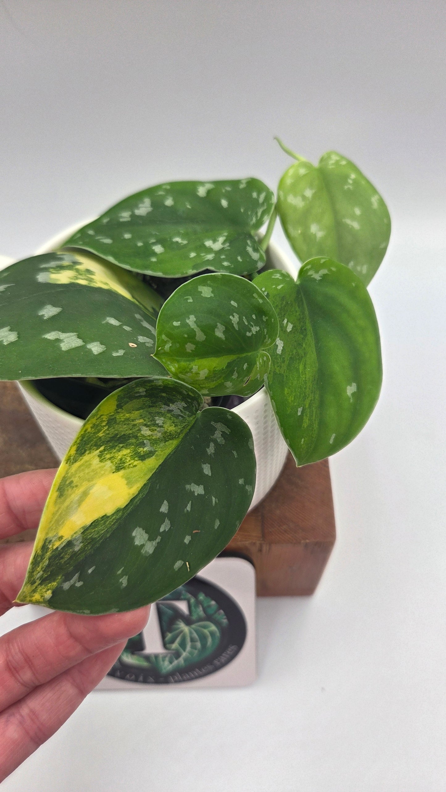 Scindapsus Sentarum (SCI-1145)