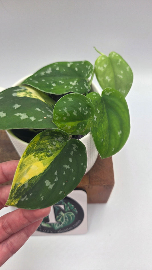 Scindapsus Sentarum (SCI-1145)