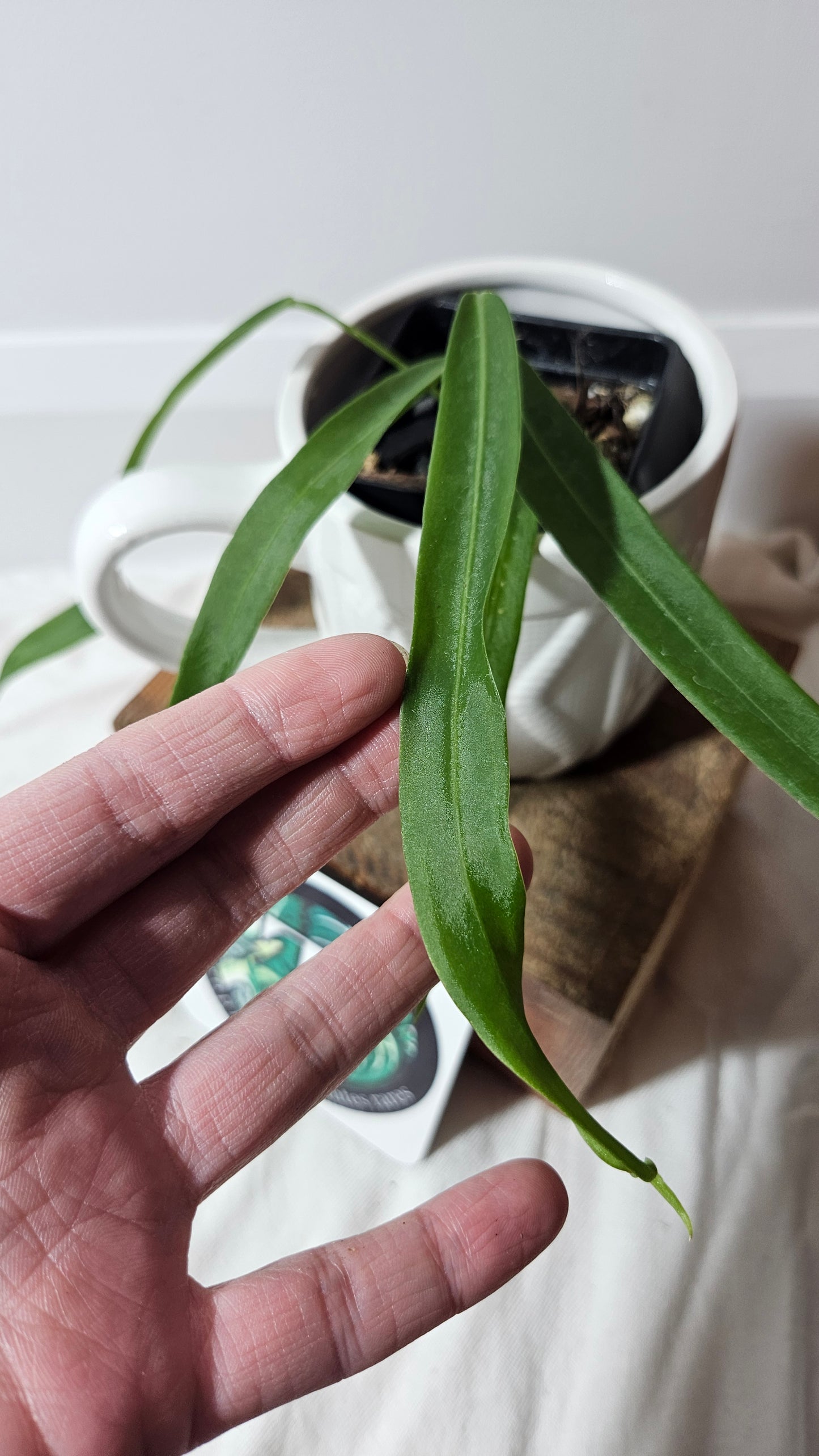 Anthurium Pallidiflorum Super Narrow "format PETIT"(ANT-198)