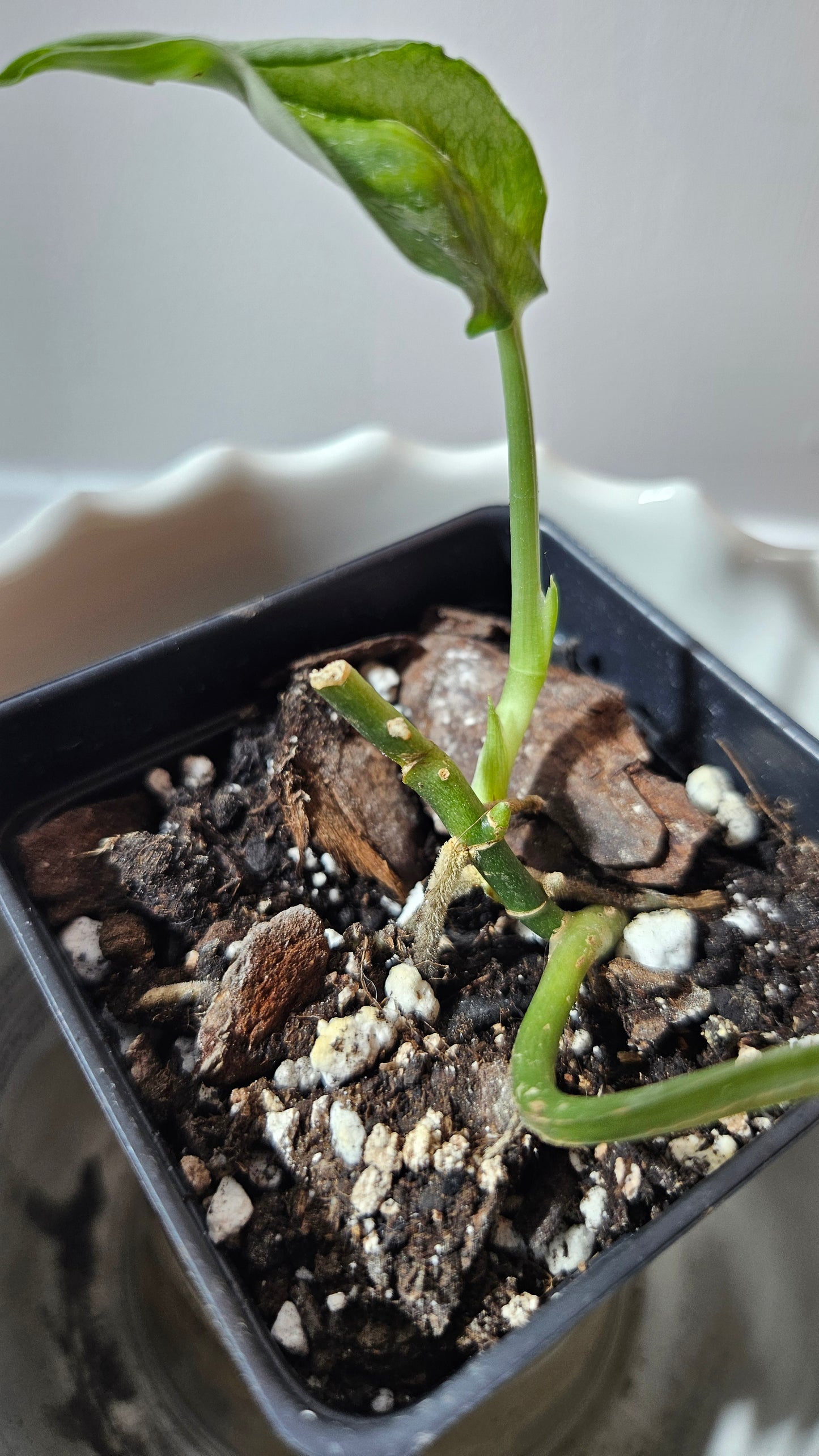 Scindapsus Black Exotica (SCI-1327)