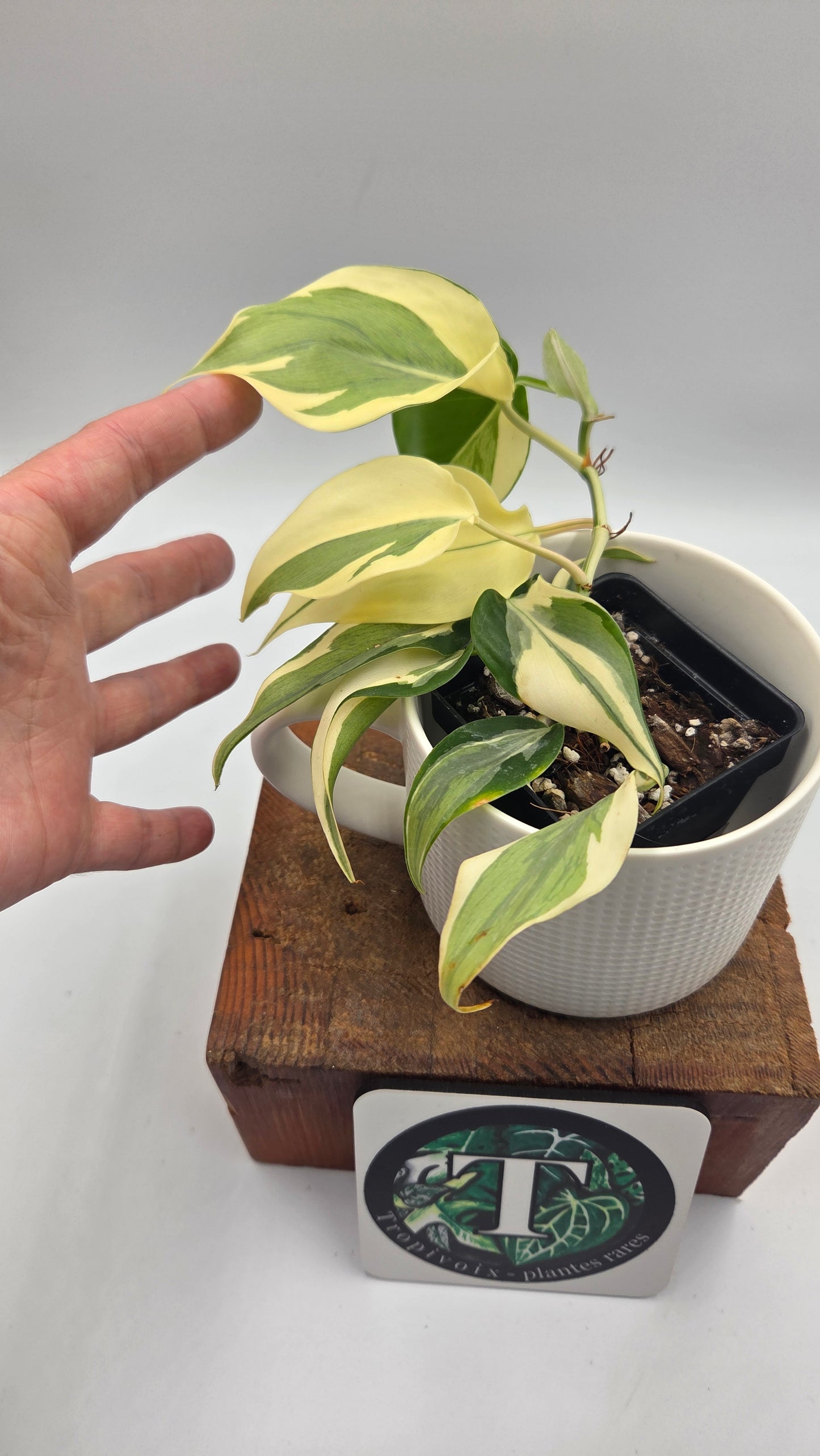 Philodendron Hederaceum Rio (PHI-805)