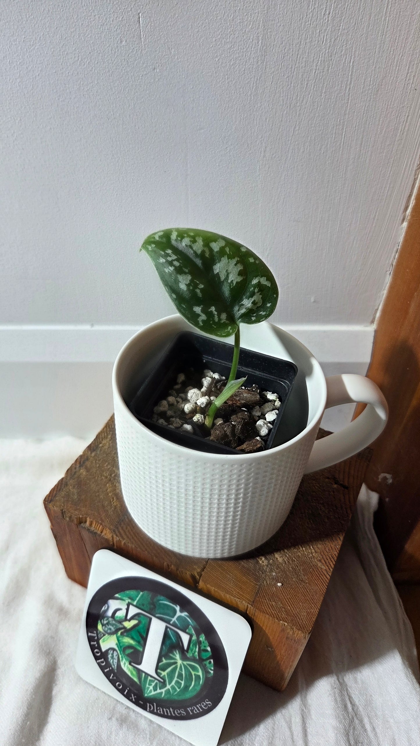 Scindapsus Exotica Batik (SCI-1359)