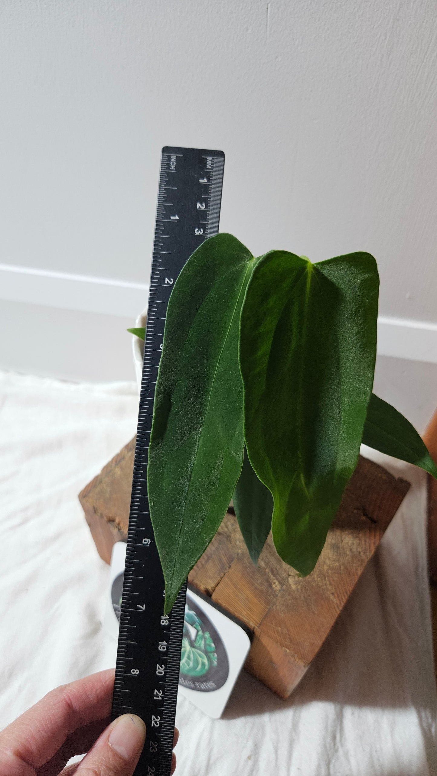 Anthurium Cirinoi X Papillilaminum "format PETIT" (ANT-596)