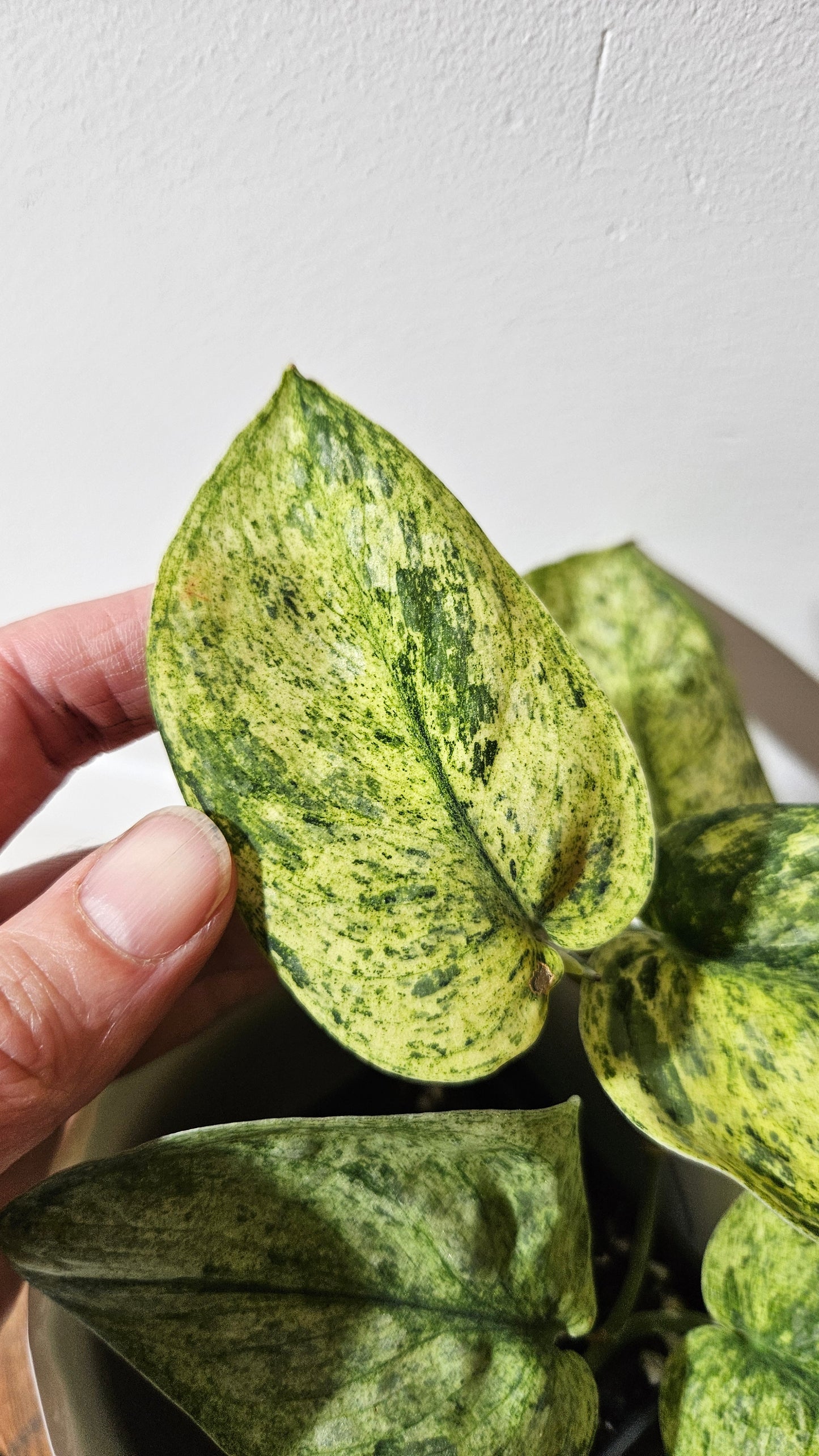 Scindapsus Silver Splash Variegata (SCI-996)