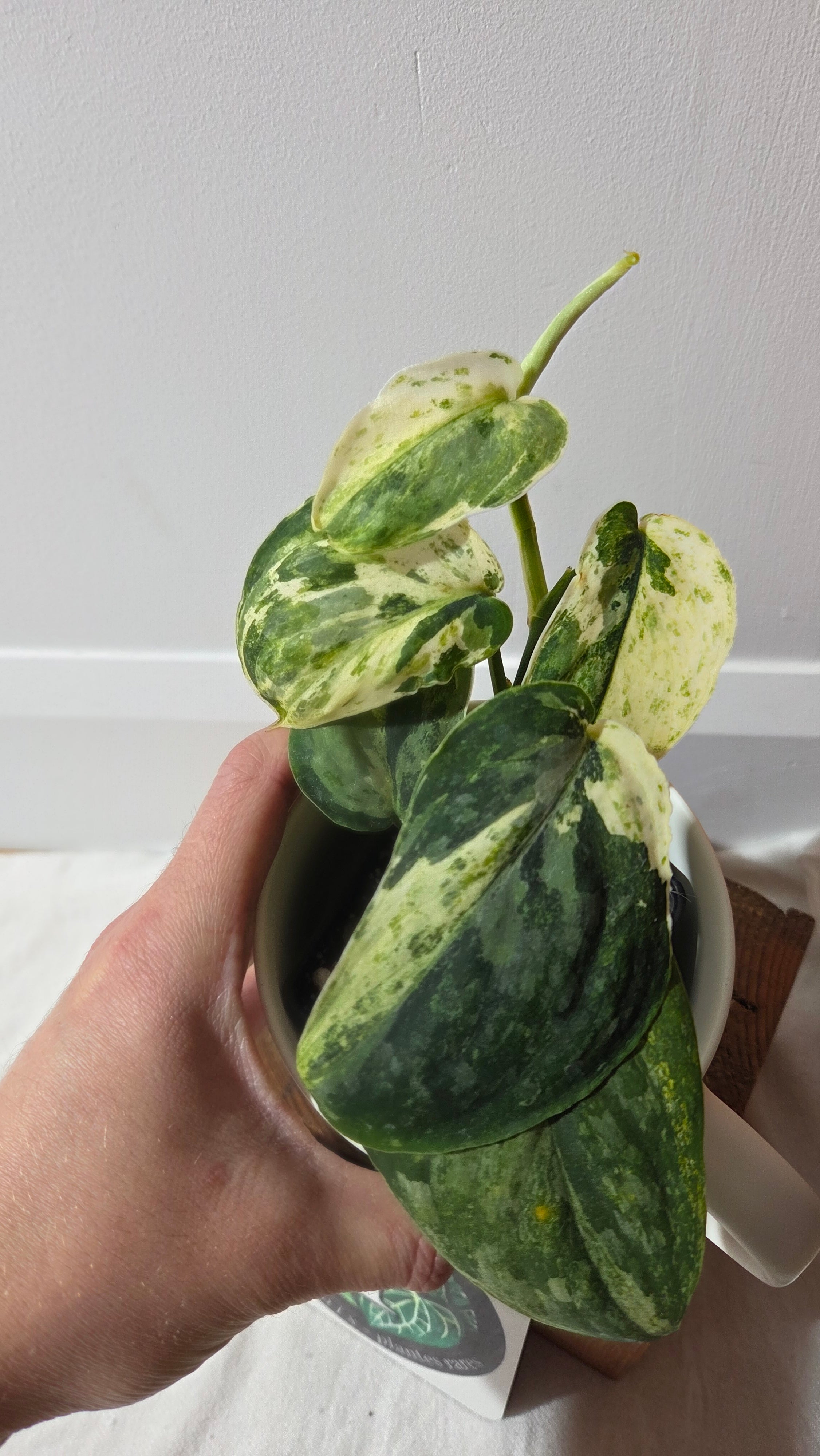 Scindapsus – Tropivoix - Plantes rares