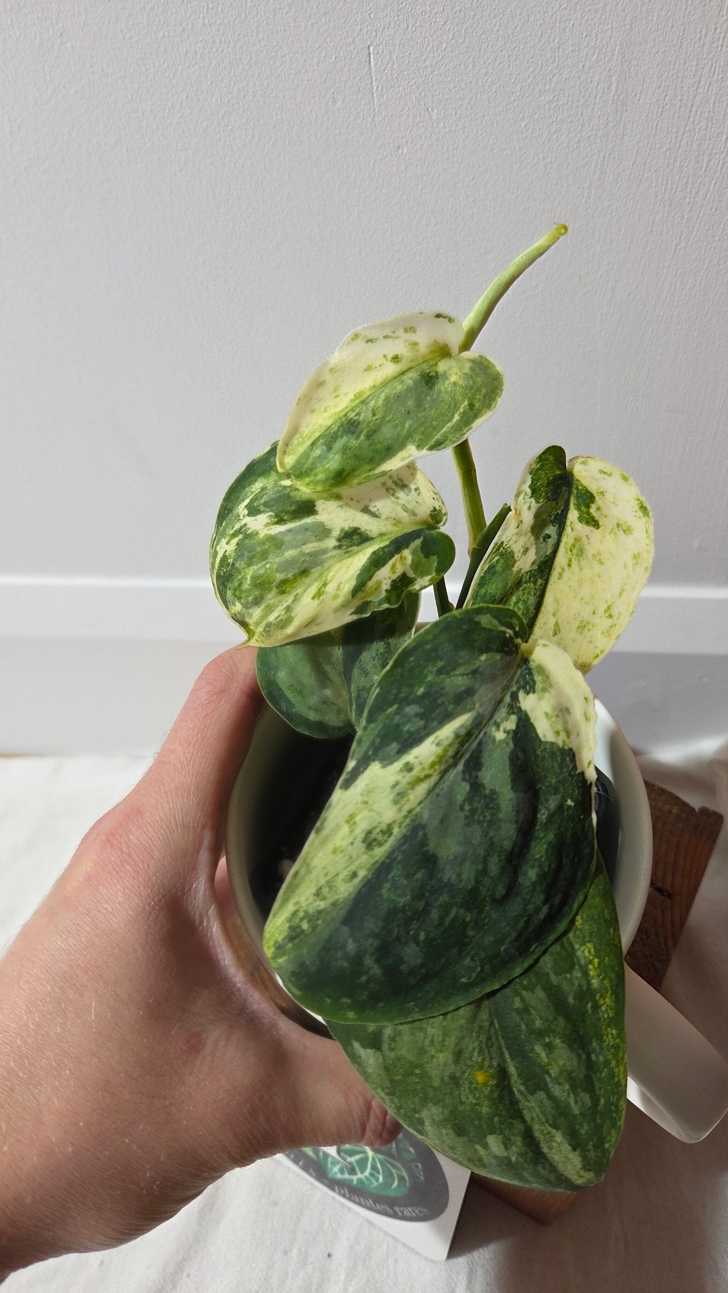 Scindapsus Black Dragon white (SCI-1007)