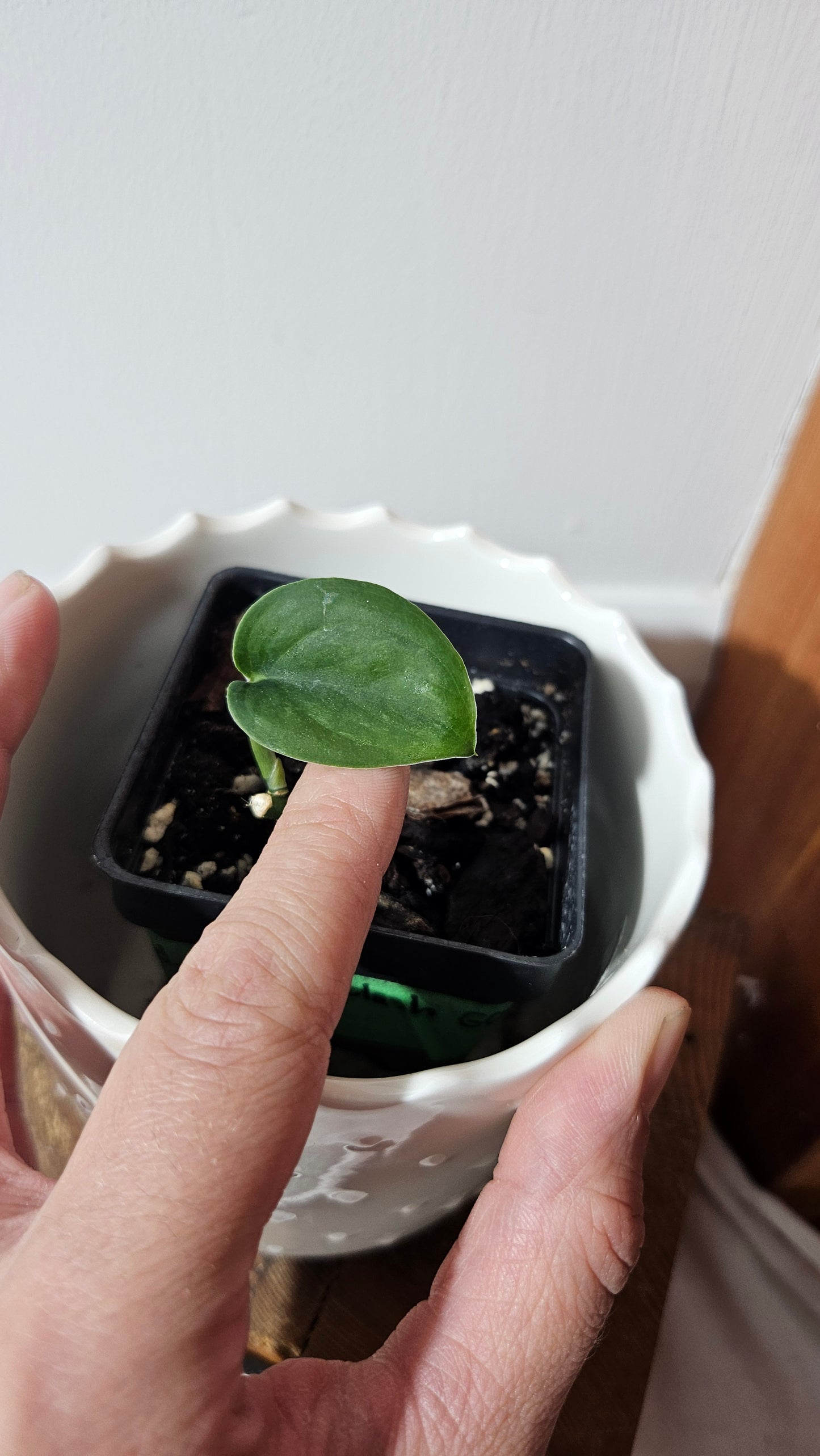 Scindapsus Silver Splash "Green on Green" (SCI-1030)
