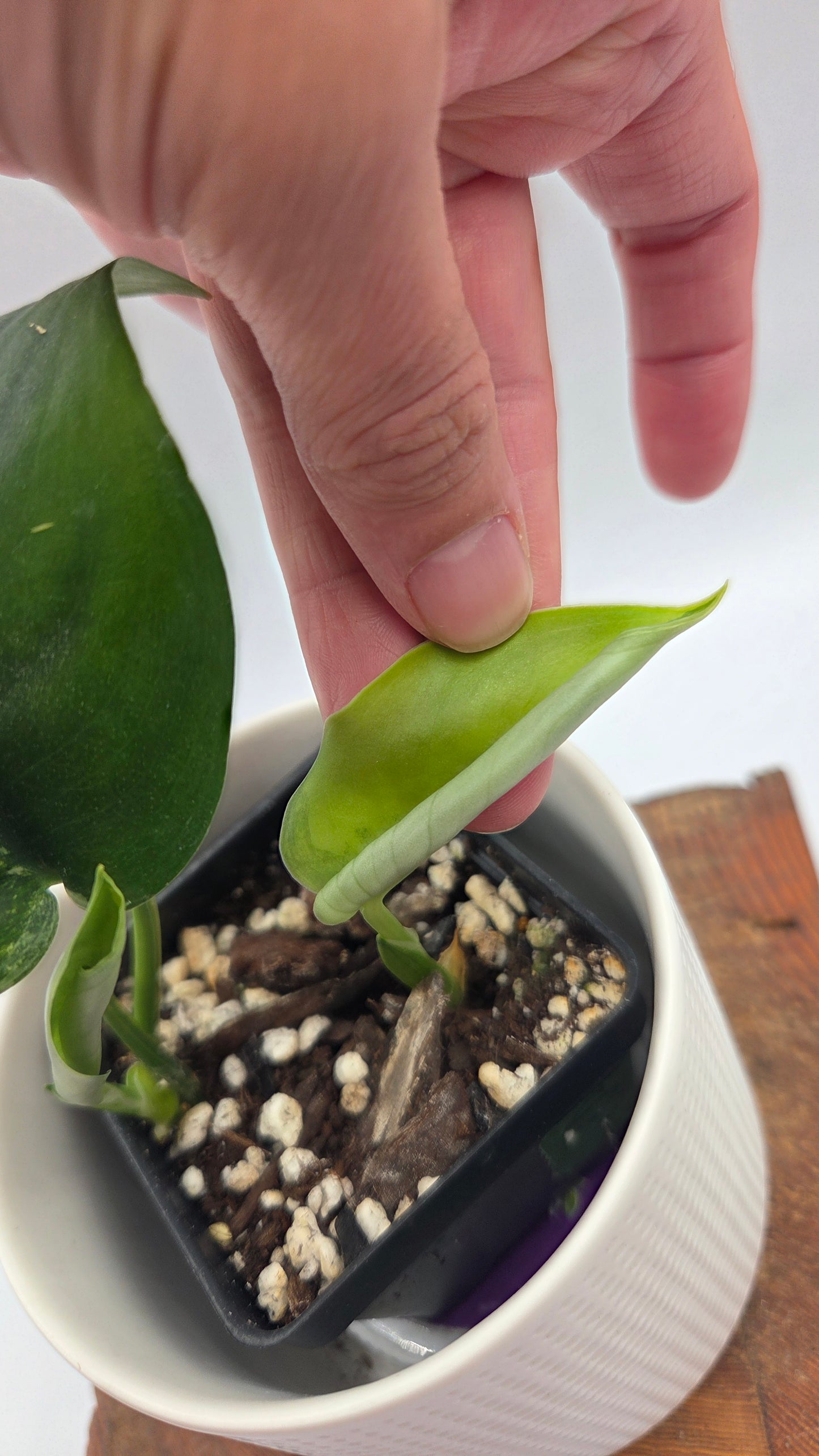 Scindapsus Jade Satin Aurea (SCI-1479)
