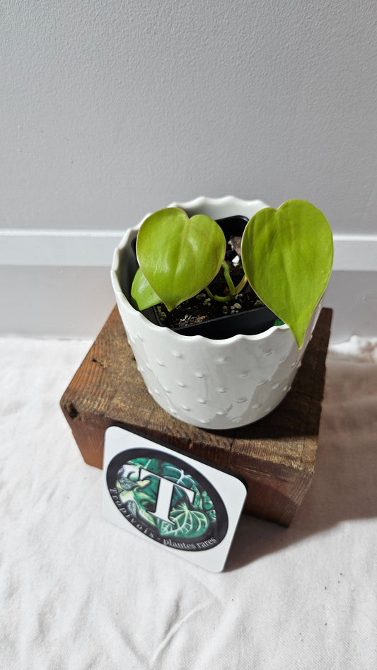 Philodendron Hederaceum Lemon lime (PHI-897)