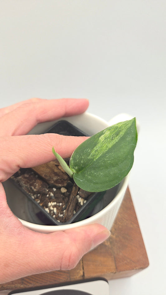 Scindapsus Dark Splash Variegata (SCI-641)