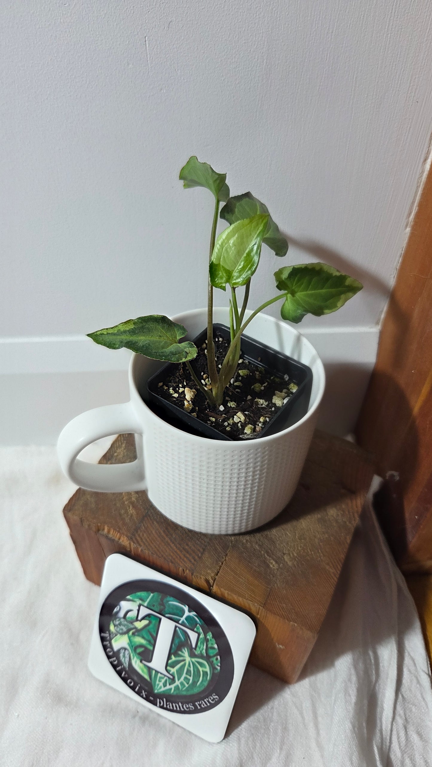 Syngonium Three kings (SYN-491)