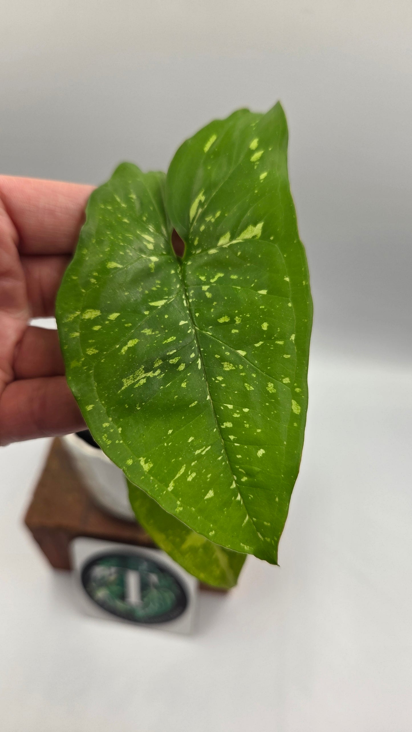 Syngonium Panda/Indo (SYN-502)