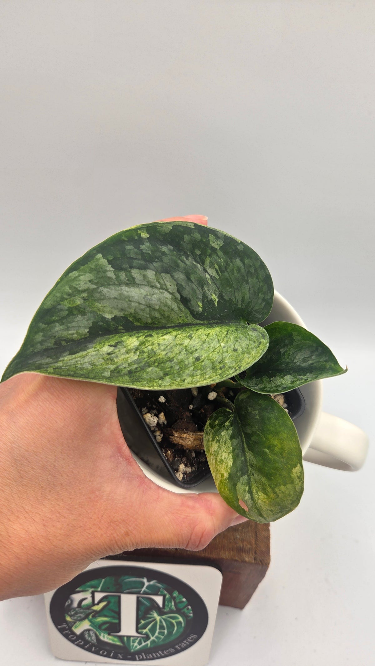 Scindapsus Silver Cloud mutation (SCI-999)