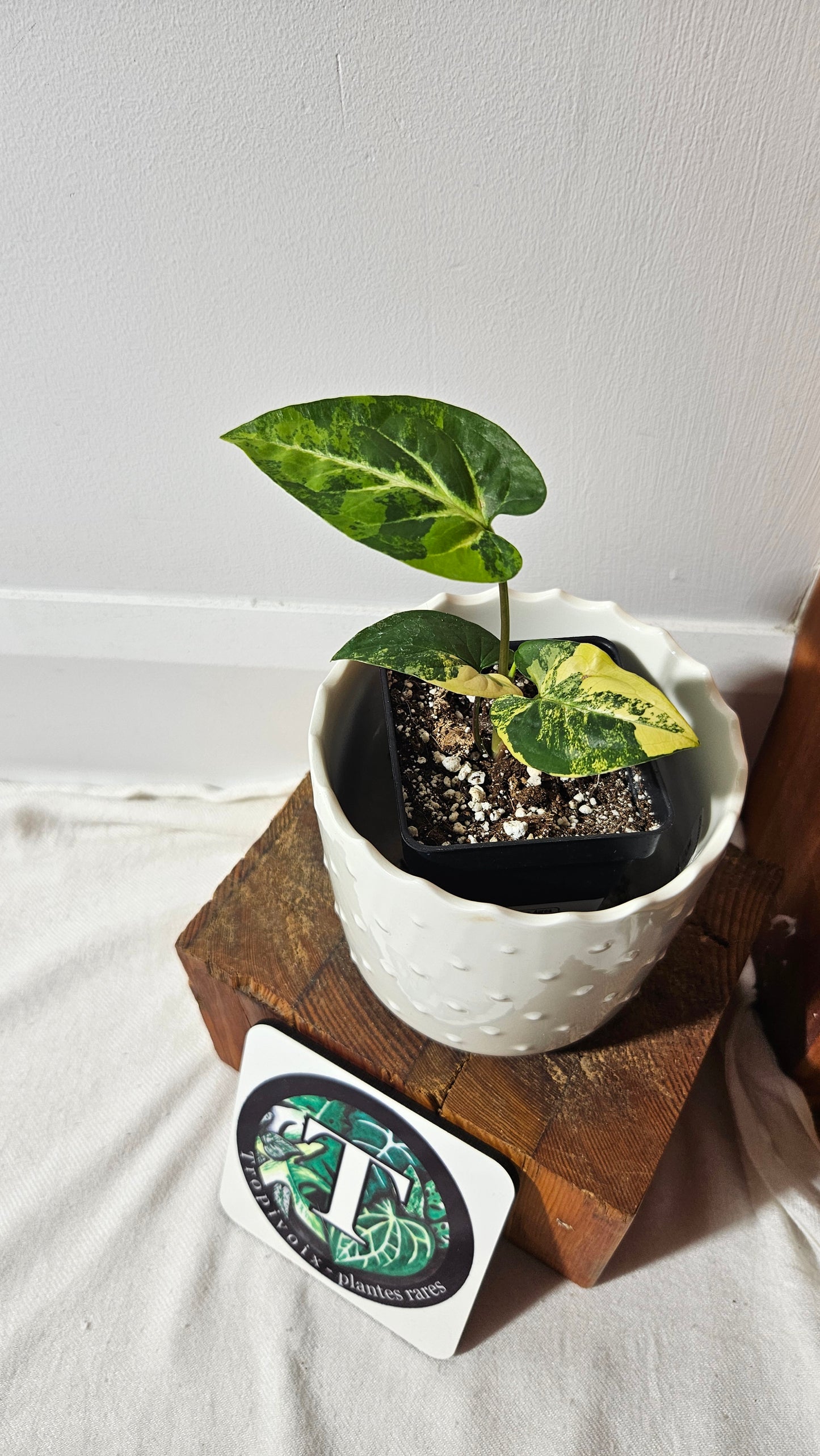 Syngonium Aurea (SYN-444)