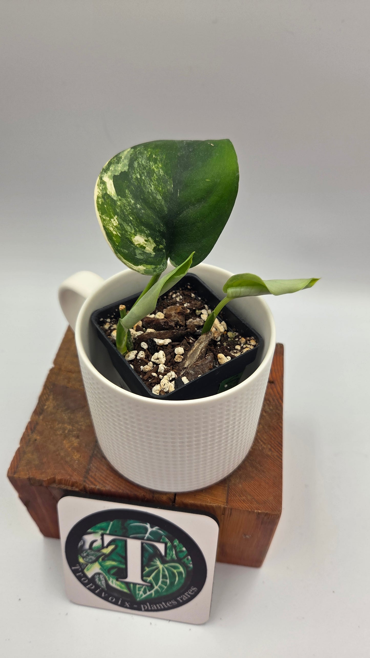Scindapsus Jade Satin Aurea (SCI-1479)