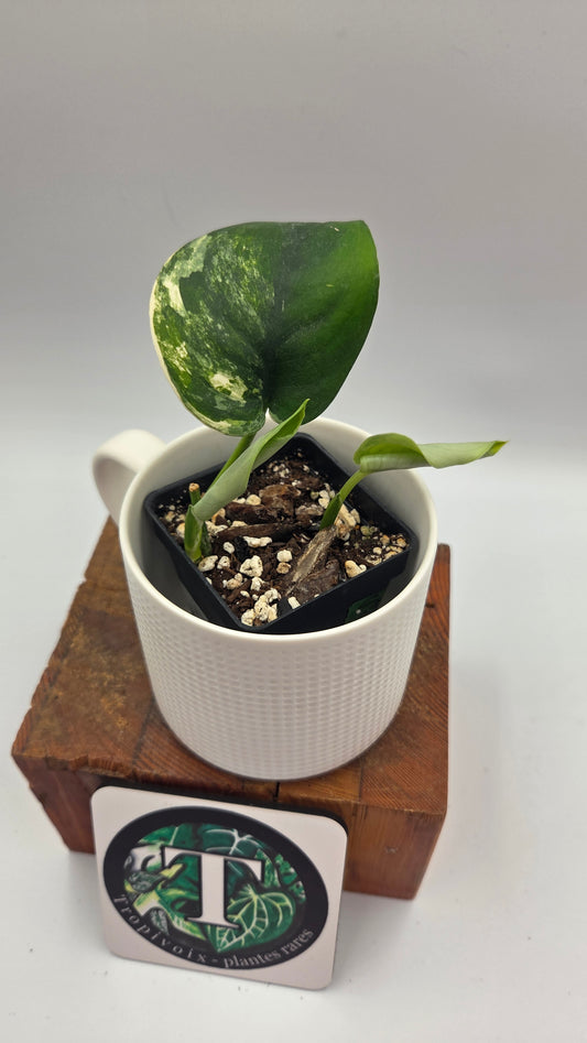 Scindapsus Jade Satin Aurea (SCI-1479)