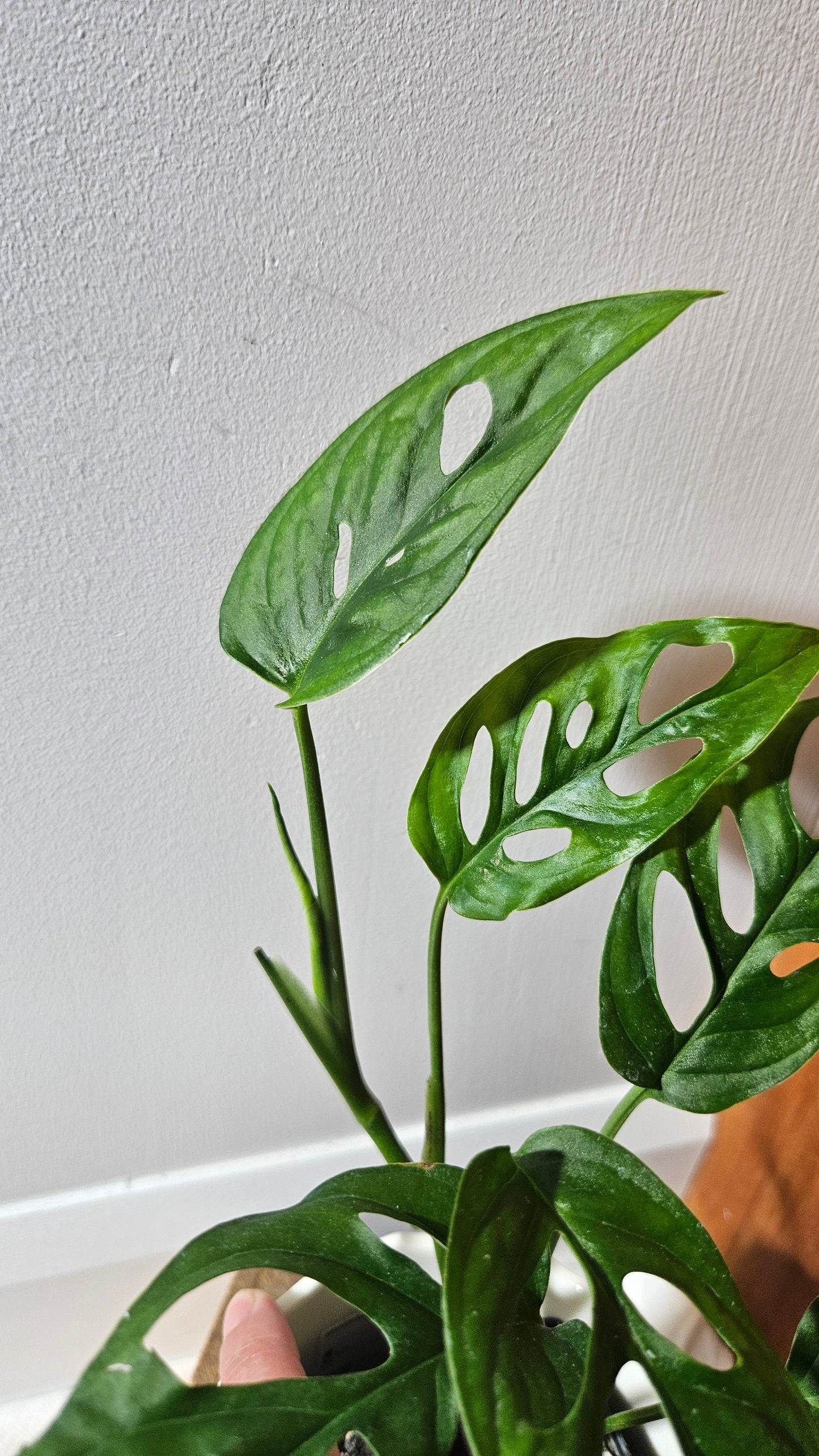 Monstera Obliqua Aff Cenepa (MON-427)
