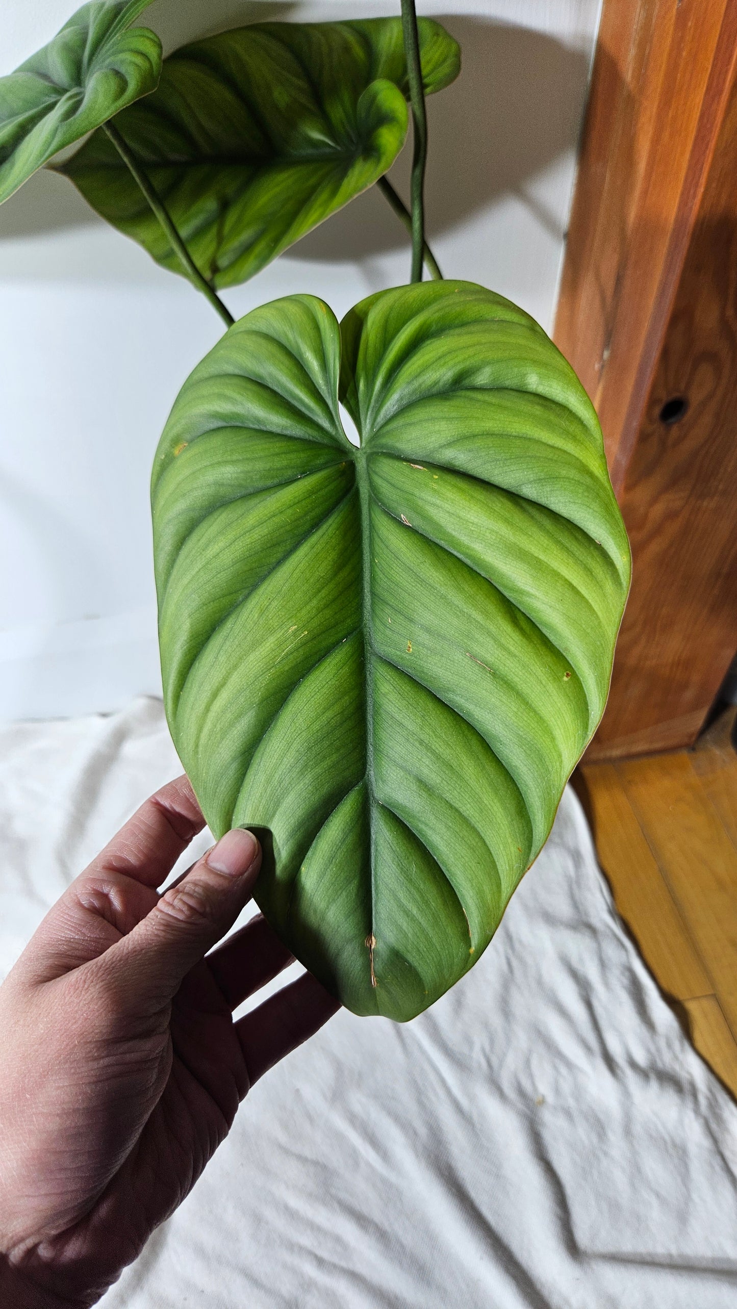 Philodendron Aff Colombia Chocolate (PHI-639)