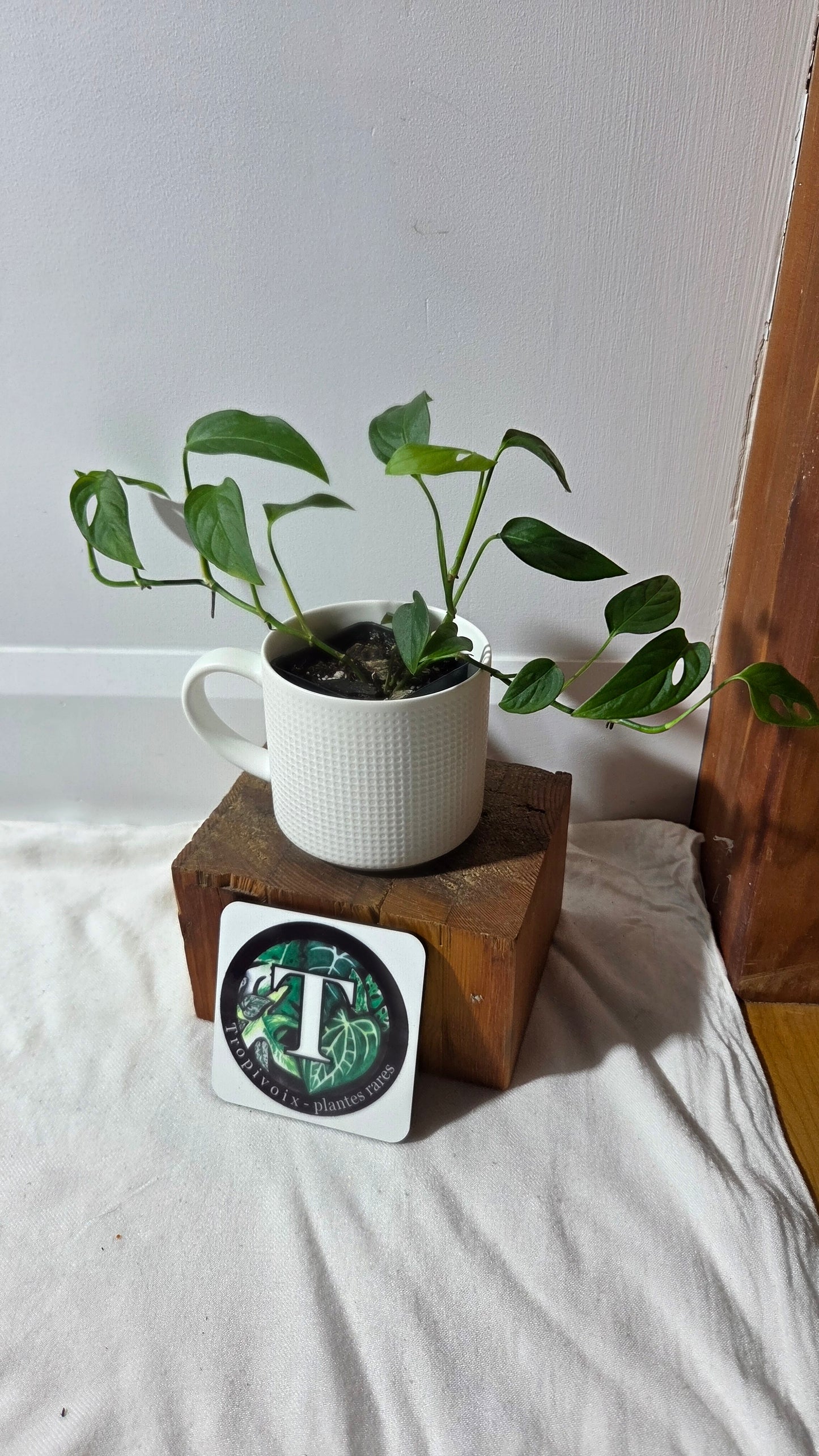 Monstera Obliqua Aff Napo (MON-533)