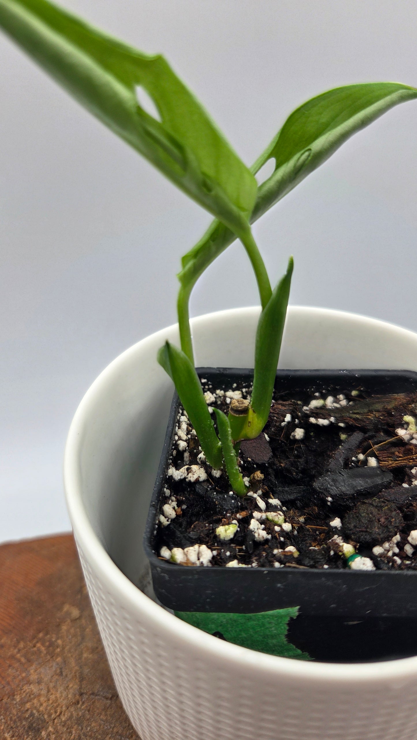Monstera Andasonii Aurea (MON-538)