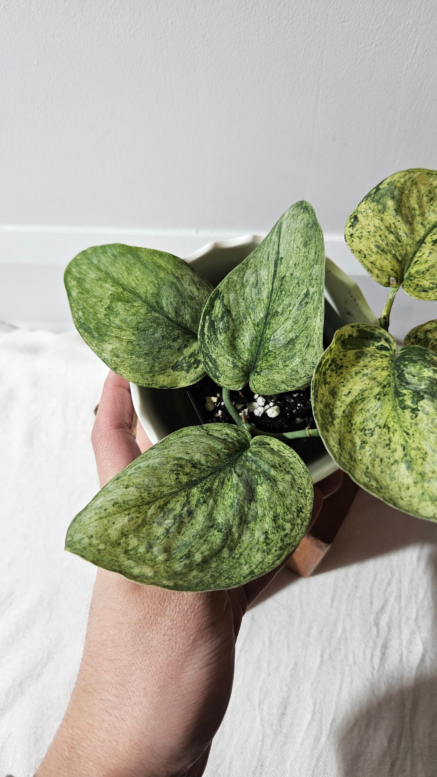 Scindapsus Silver Splash Variegata (SCI-996)