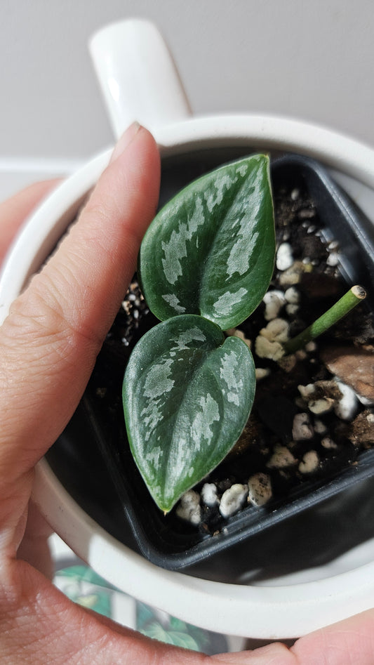 Scindapsus Dark Tricolore (SCI-1220)
