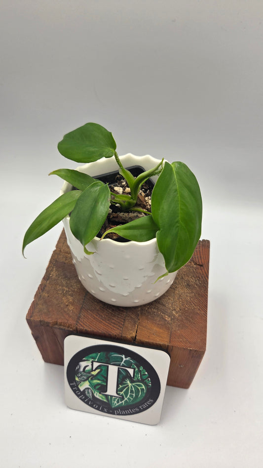 Philodendron Genevievianum (PHI-1045)