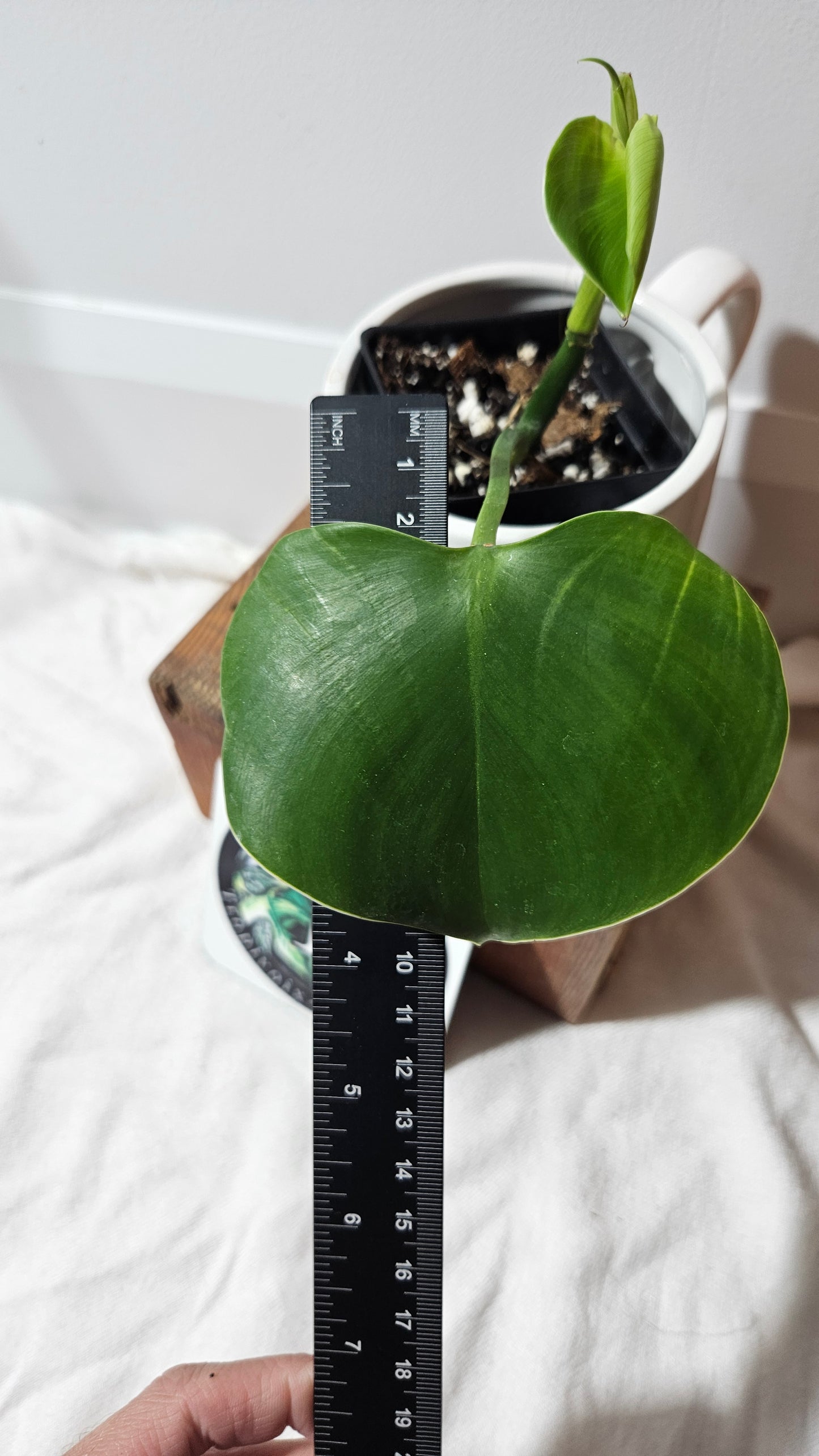 Philodendron Microstictum (PHI-515)