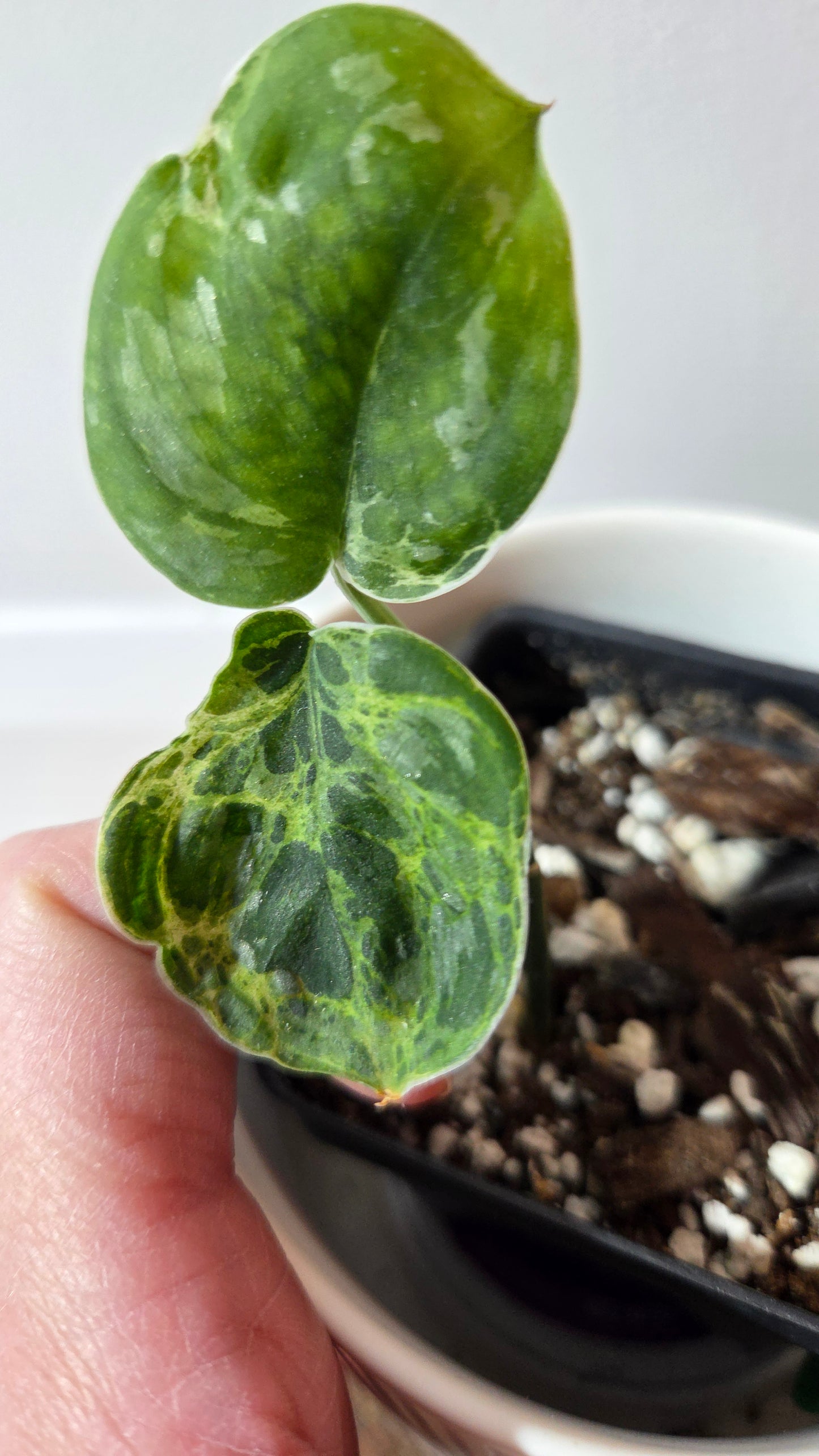 Scindapsus Argyraeus Mejile  (SCI-1381)