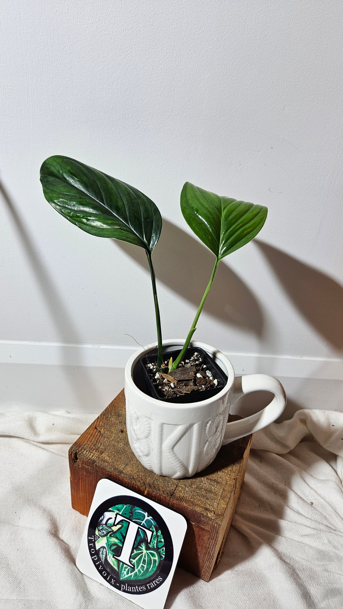 Monstera Obliqua Aff Black Stripes  (MON-236)