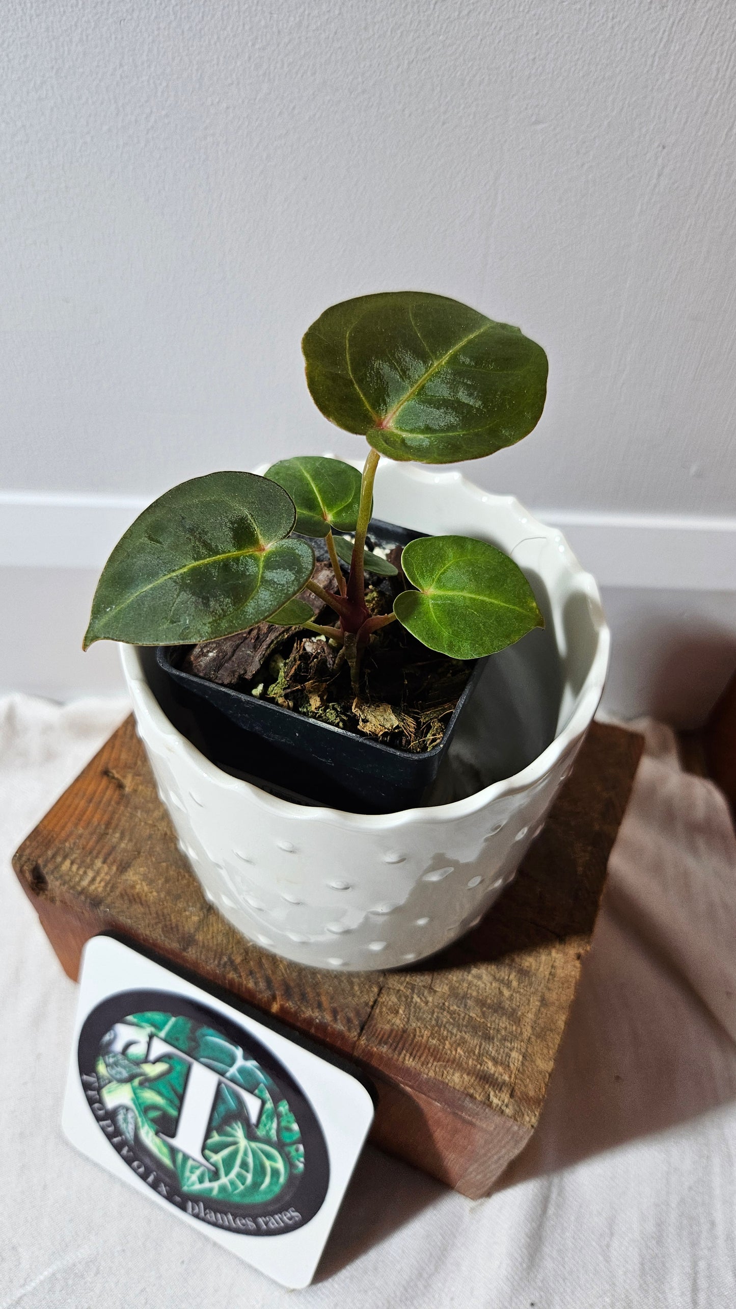 Anthurium Dressleri "format PETIT" (ANT-464)