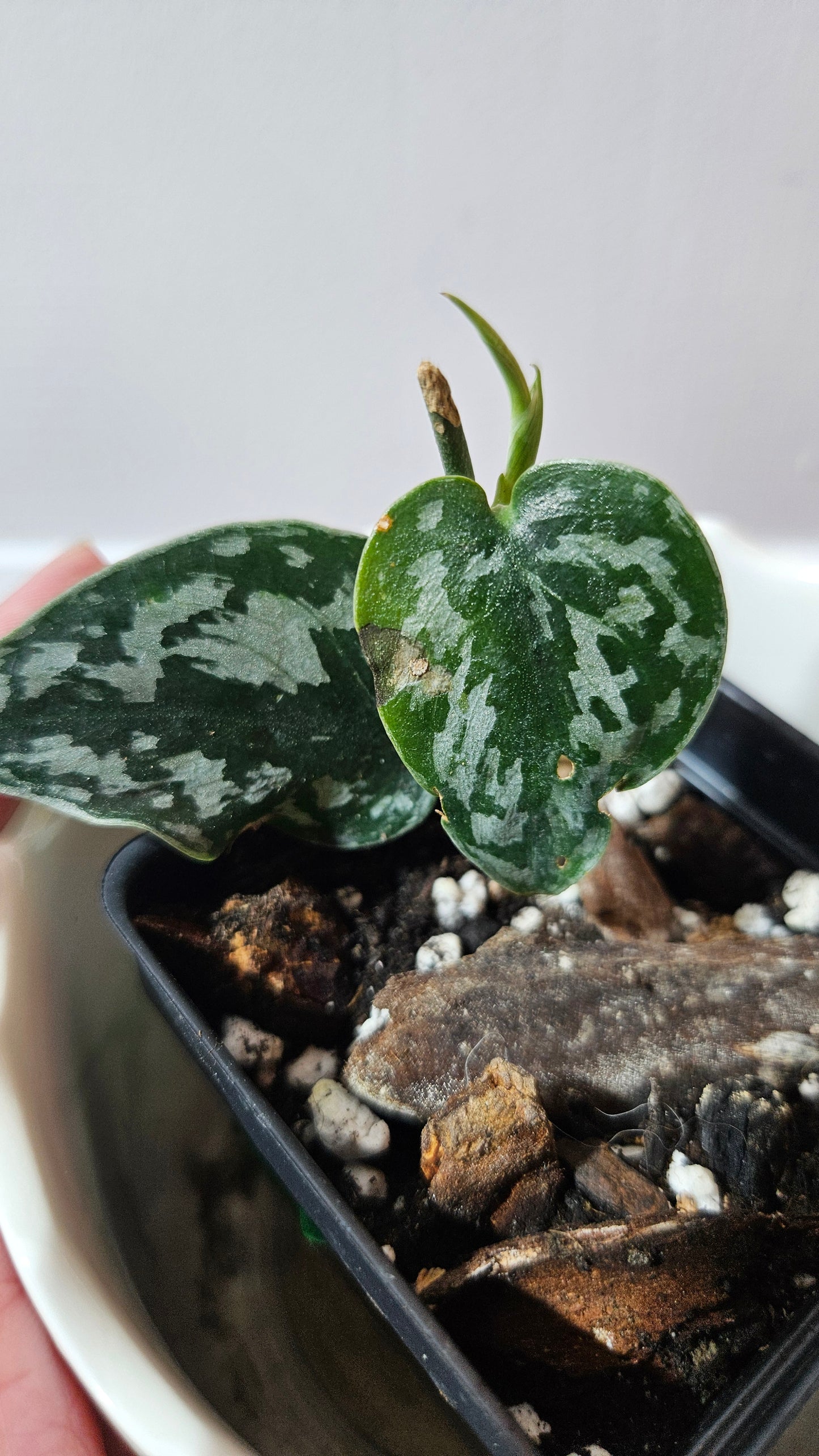Scindapsus Black Exotica (SCI-1326)