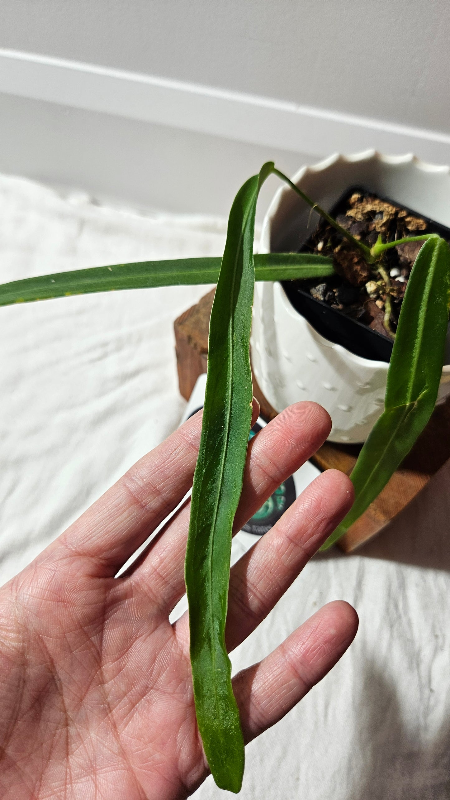 Anthurium Pallidiflorum Super Narrow "format MOYEN"(ANT-453)