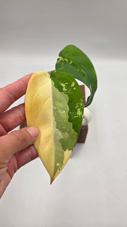 Syngonium Chiapense Albo (SYN-452)