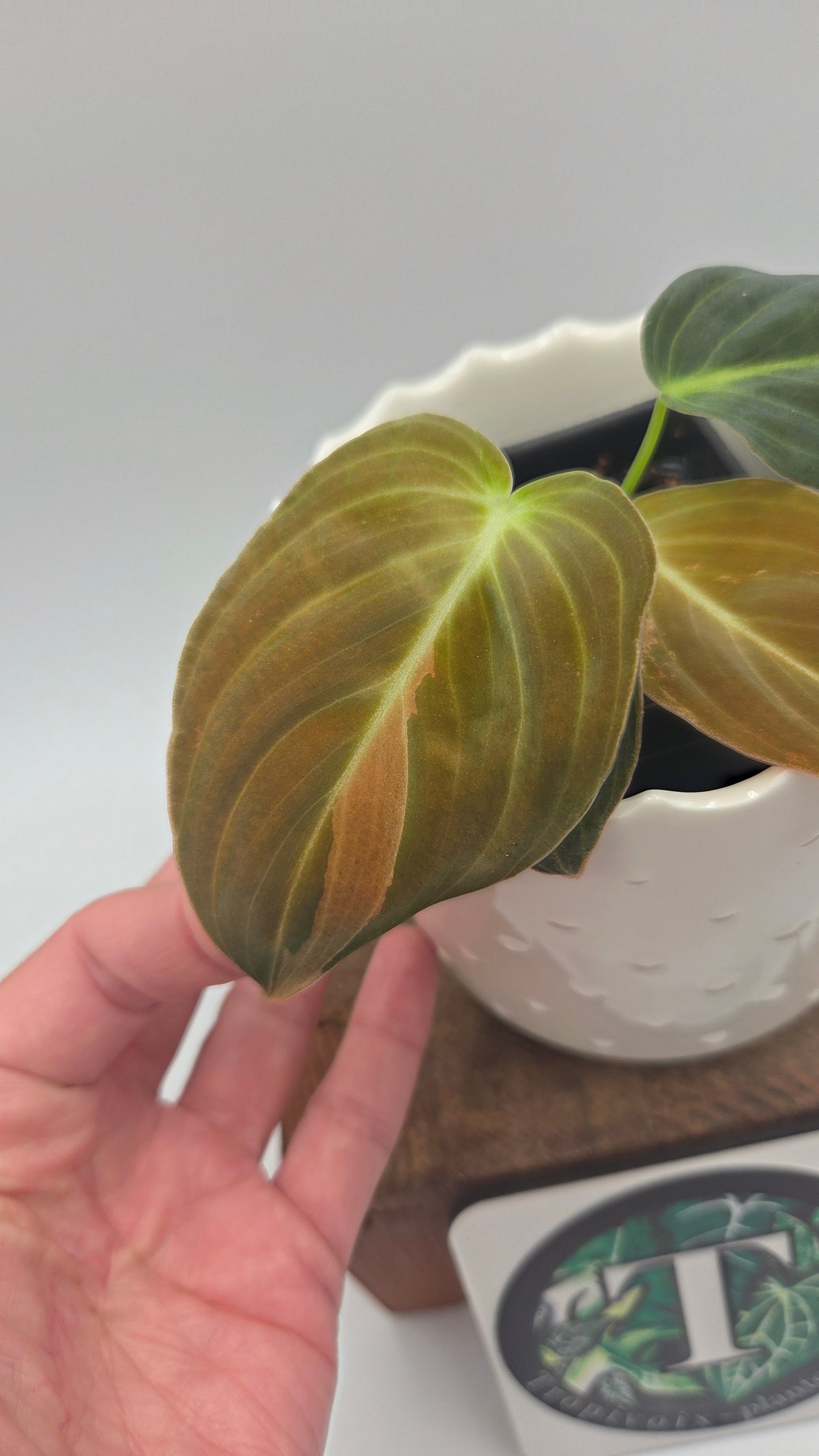 Philodendron Melanochrysum Variegata (PHI-1067)