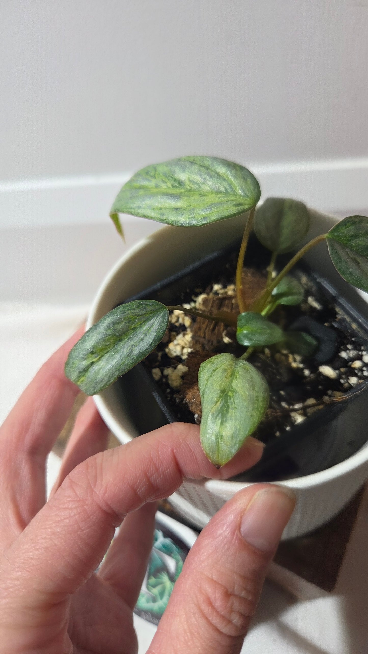 Philodendron Sodiroi Variegata (PHI-511)