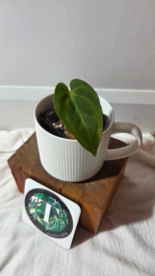 Anthurium  Papillilaminum Hybrid "format PETIT" (ANT-663)