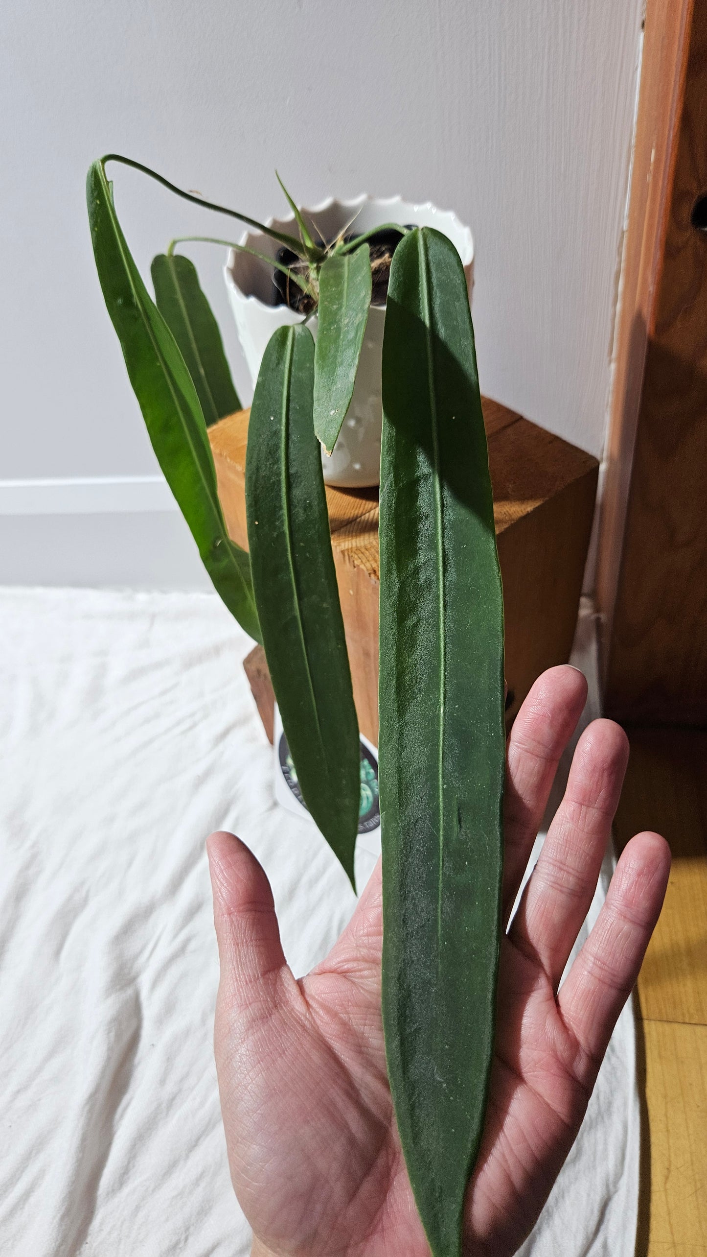 Anthurium Pallidiflorum "format MOYEN/LARGE"(ANT-600)