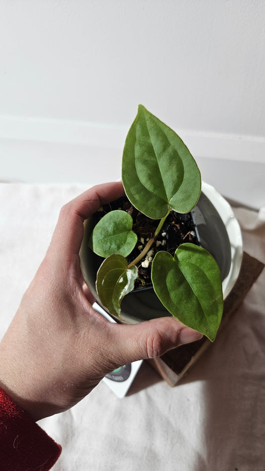 Anthurium Besseae X Luxurians "Format PETIT" (ANT-412)