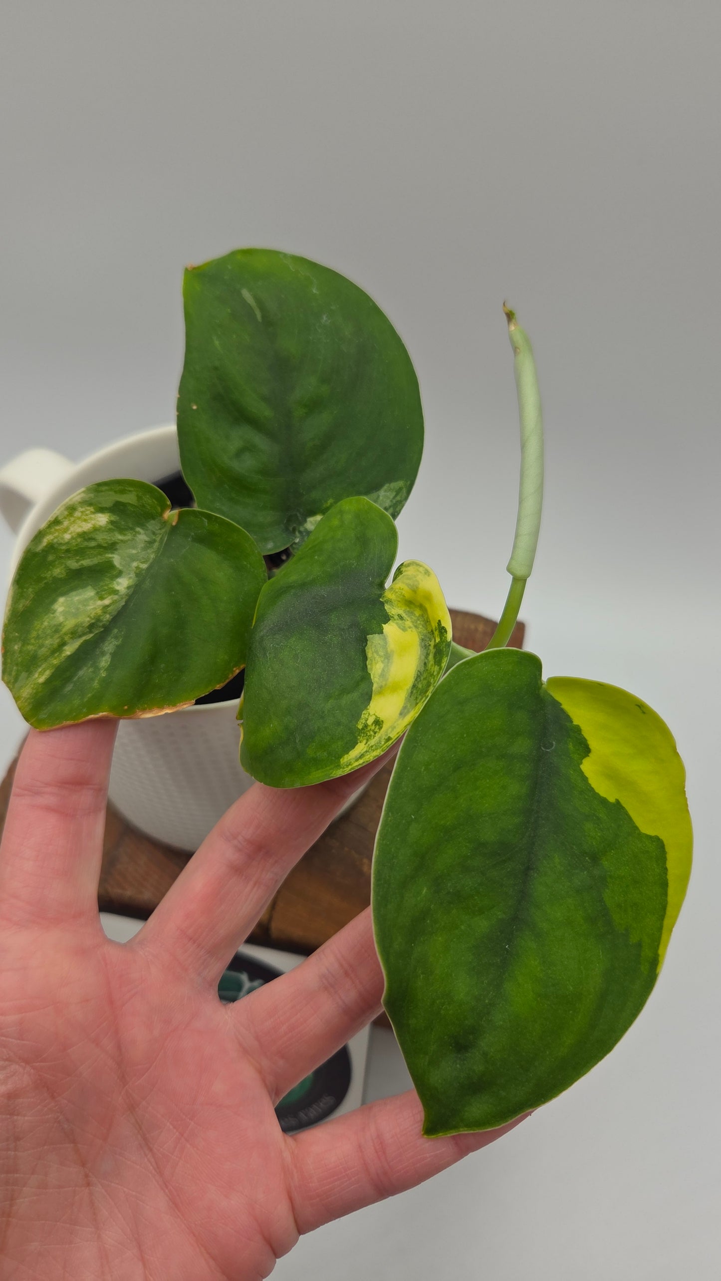 Scindapsus Jade Satin Aurea (SCI-487)